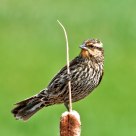 Red-winged Blackbird (female)